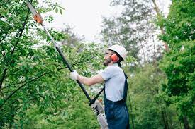 Trimming for Safety: Preventing Hazards with Professional Tree Trimming